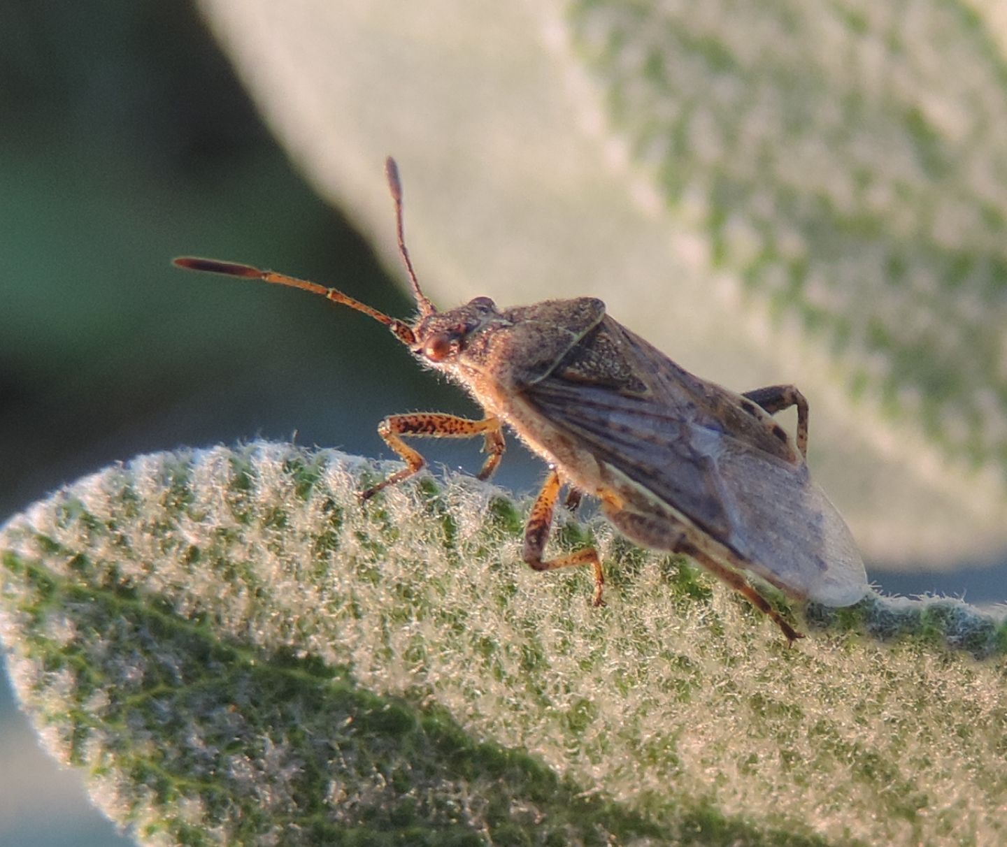 Rhopalidae: Stictopleurus punctatonervosus