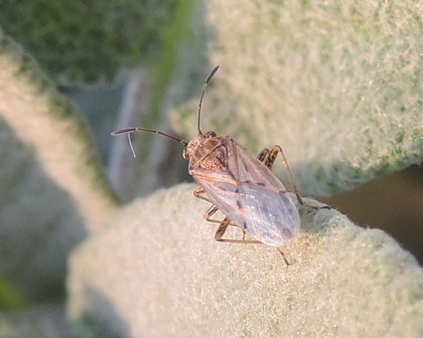 Lygaeidae: Nysius sp.? S !