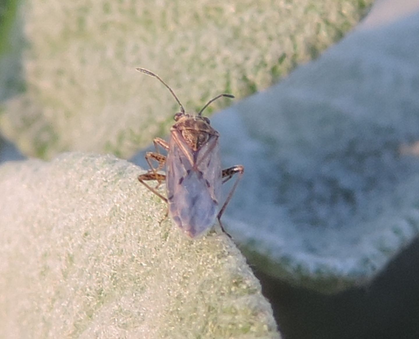 Lygaeidae: Nysius sp.? S !