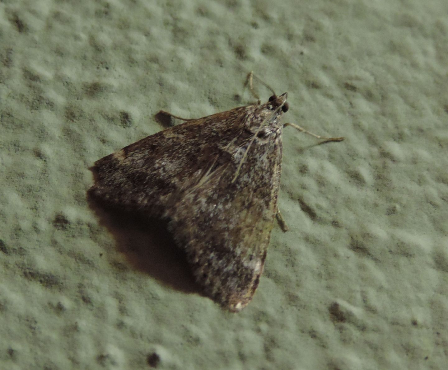 Geometridae?  No, Pyralidae: Aglossa pinguinalis