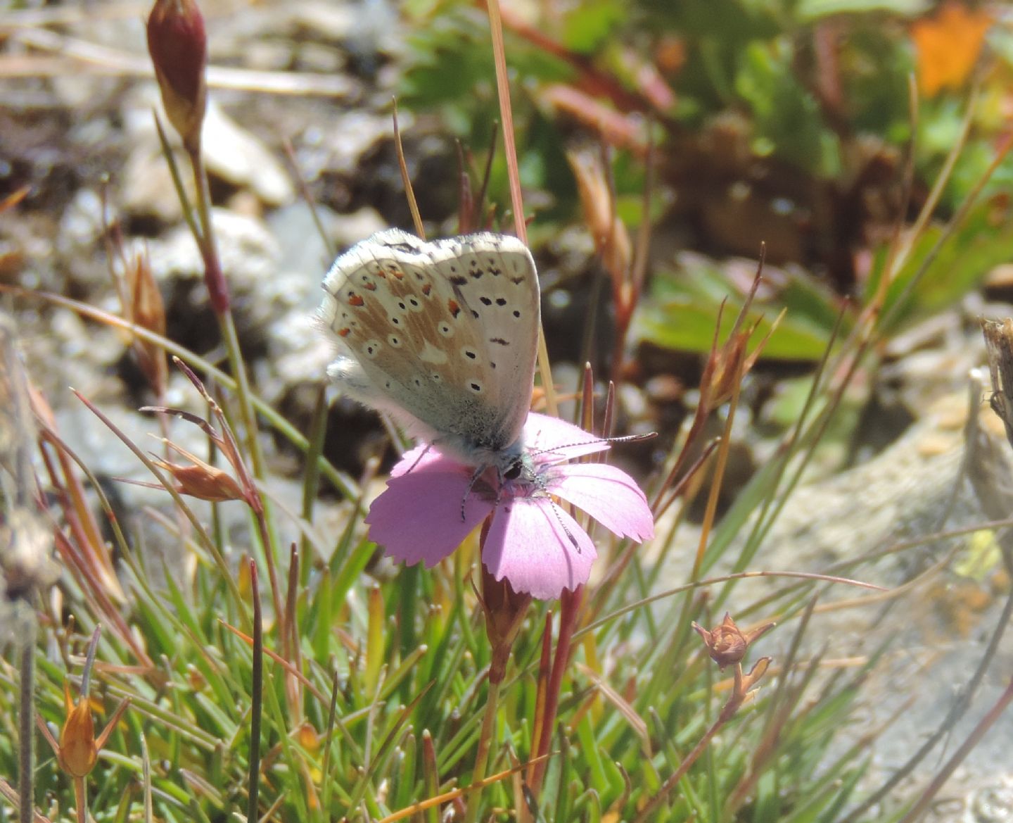 Lycaenidae d''alta quota: Polyommatus coridon.