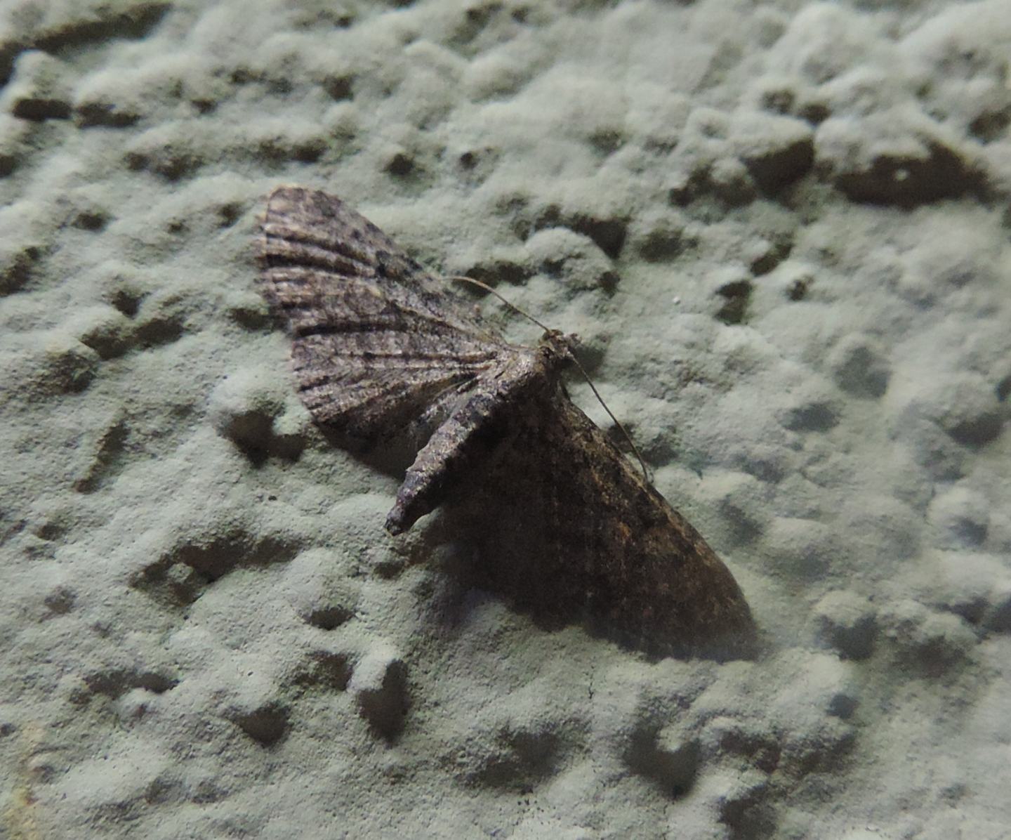 Eupithecia?