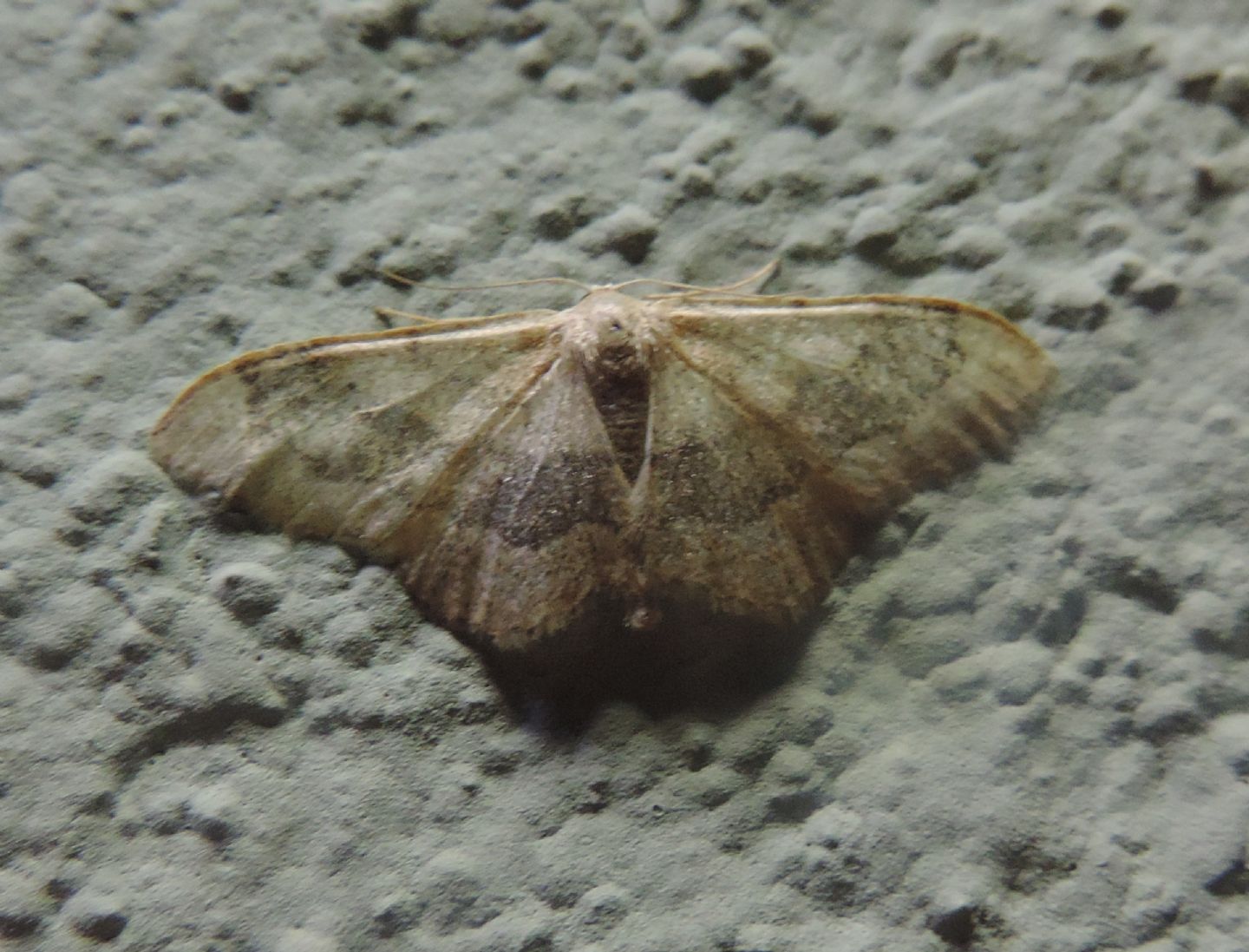 Geometridae da identificare - Idaea degeneraria