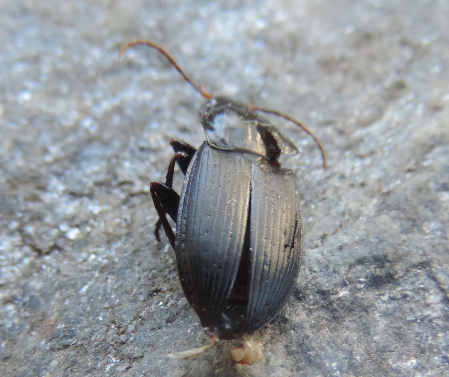 Carabidae:  Harpalus?  No, Calathus (Calathus) fuscipes graecus