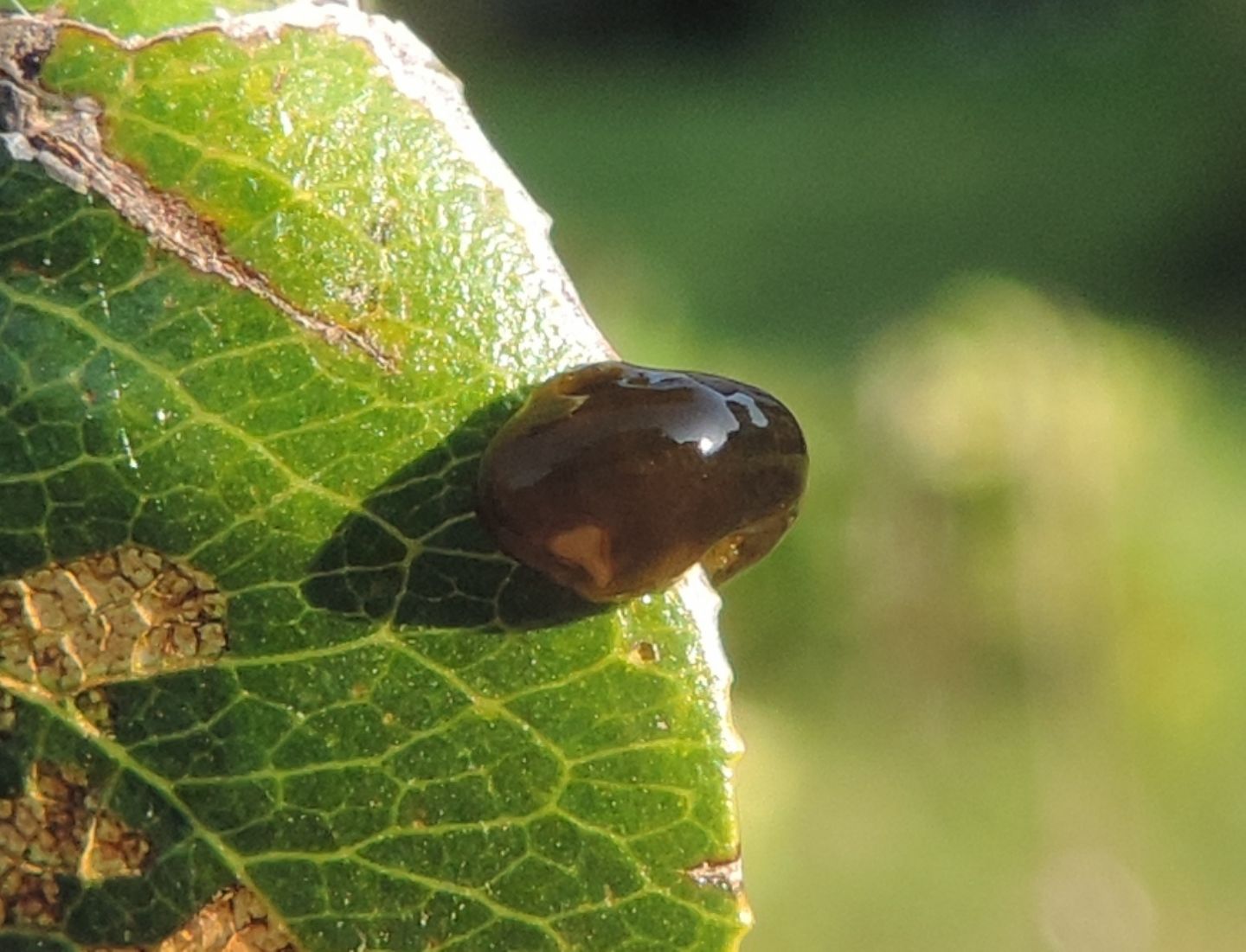 Larva di Caliroa sp., Tenthredinidae