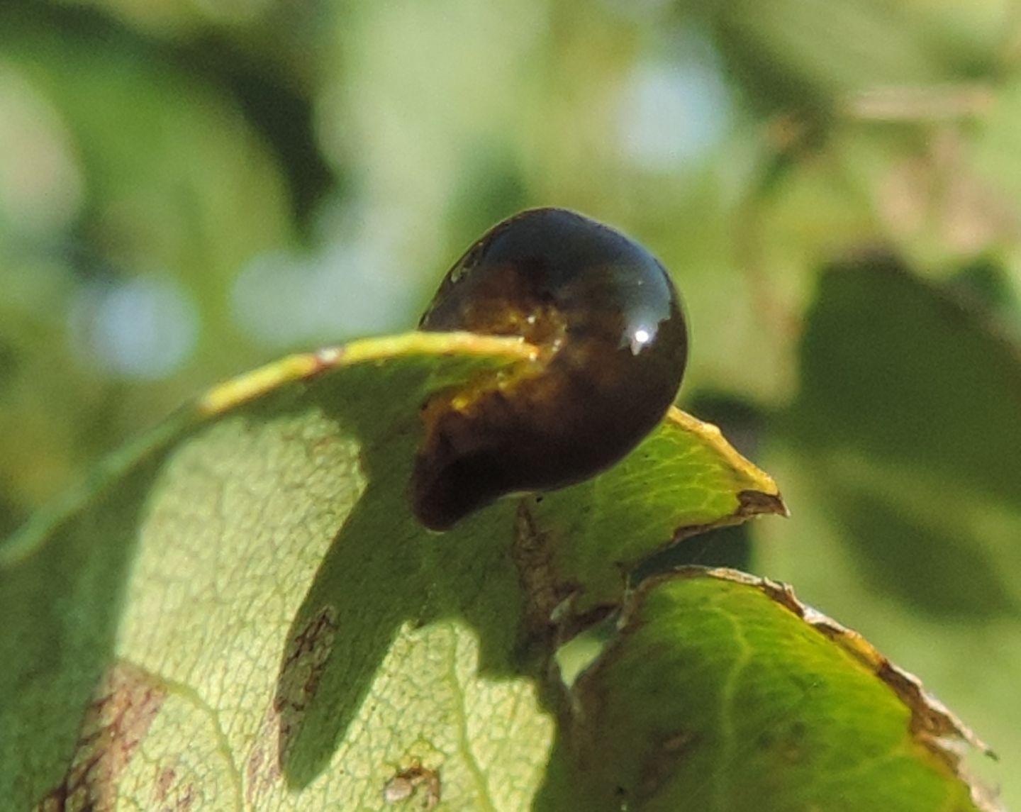 Larva di Caliroa sp., Tenthredinidae