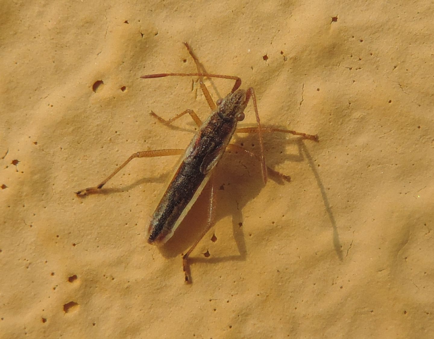 Rhopalidae: Myrmus miriformis, maschio