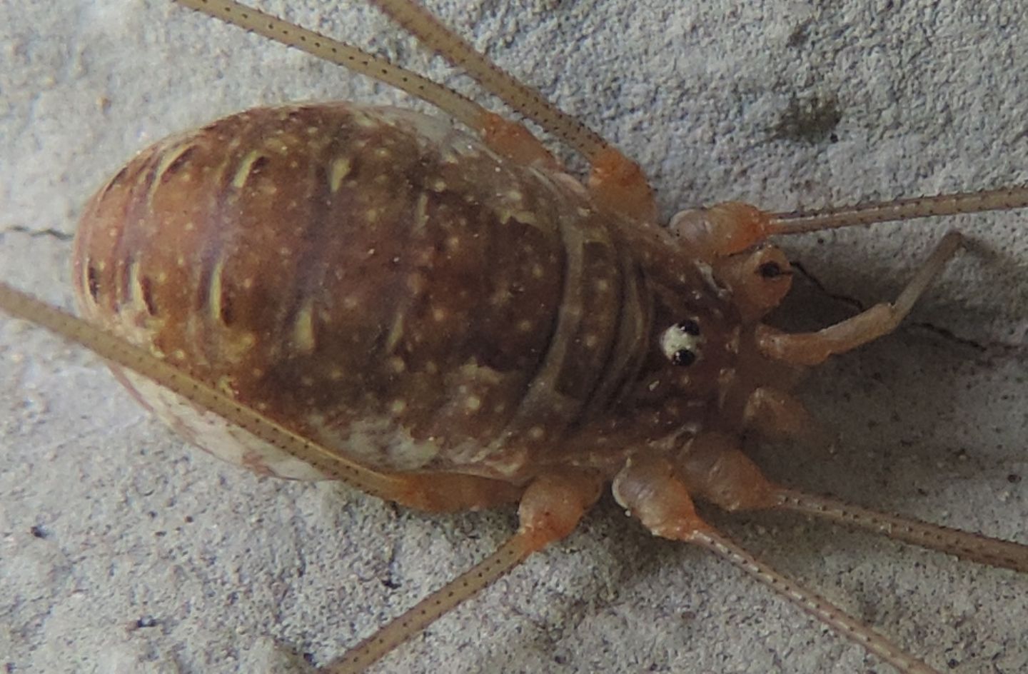 Opilio canestrinii (Phalangiidae)