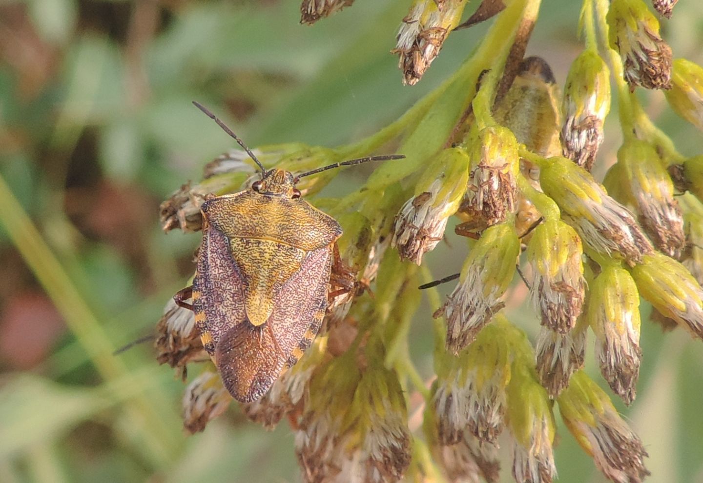 Carpocoris purpureipennis?  S !