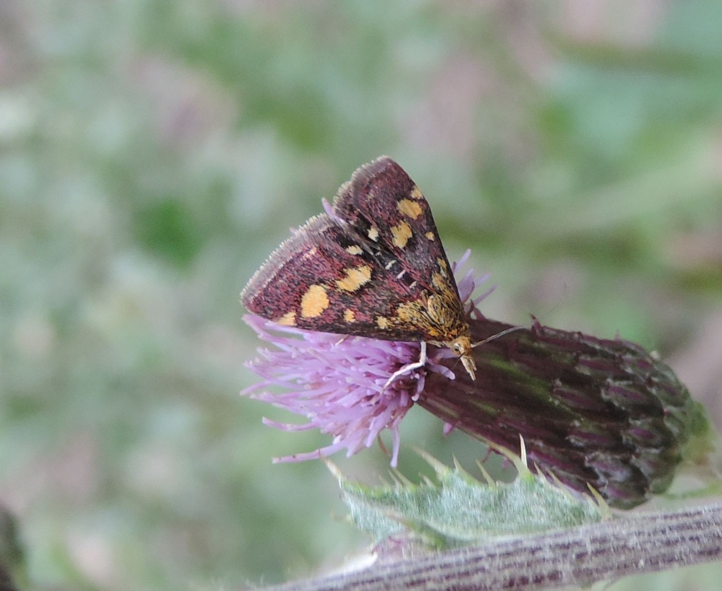 Crambidae:  Pyrausta purpuralis? S !