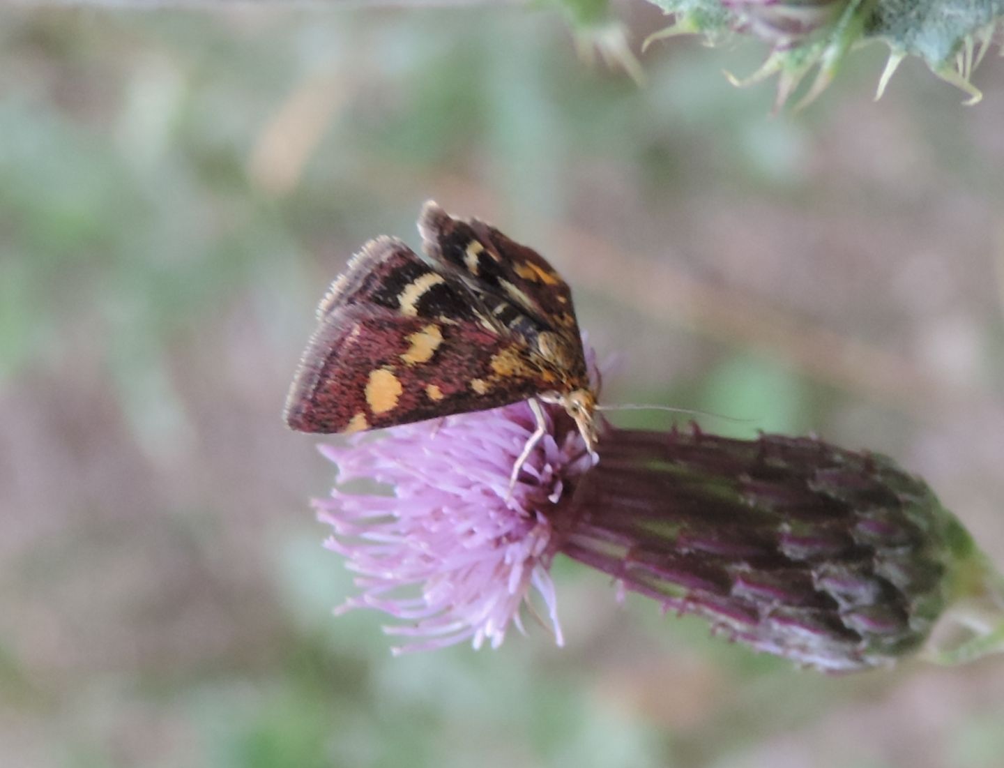 Crambidae:  Pyrausta purpuralis? S !