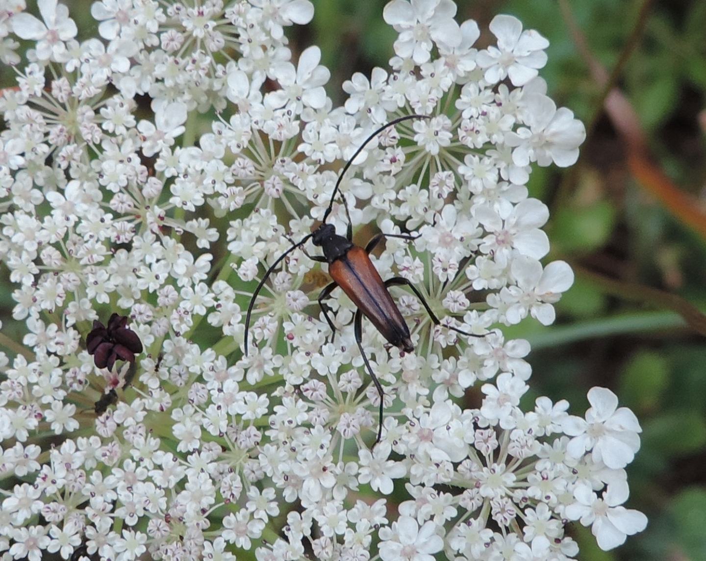 Cerambycidae: Stenurella?  Stenurella bifasciata e Anastrangalia sanguinolenta, maschi