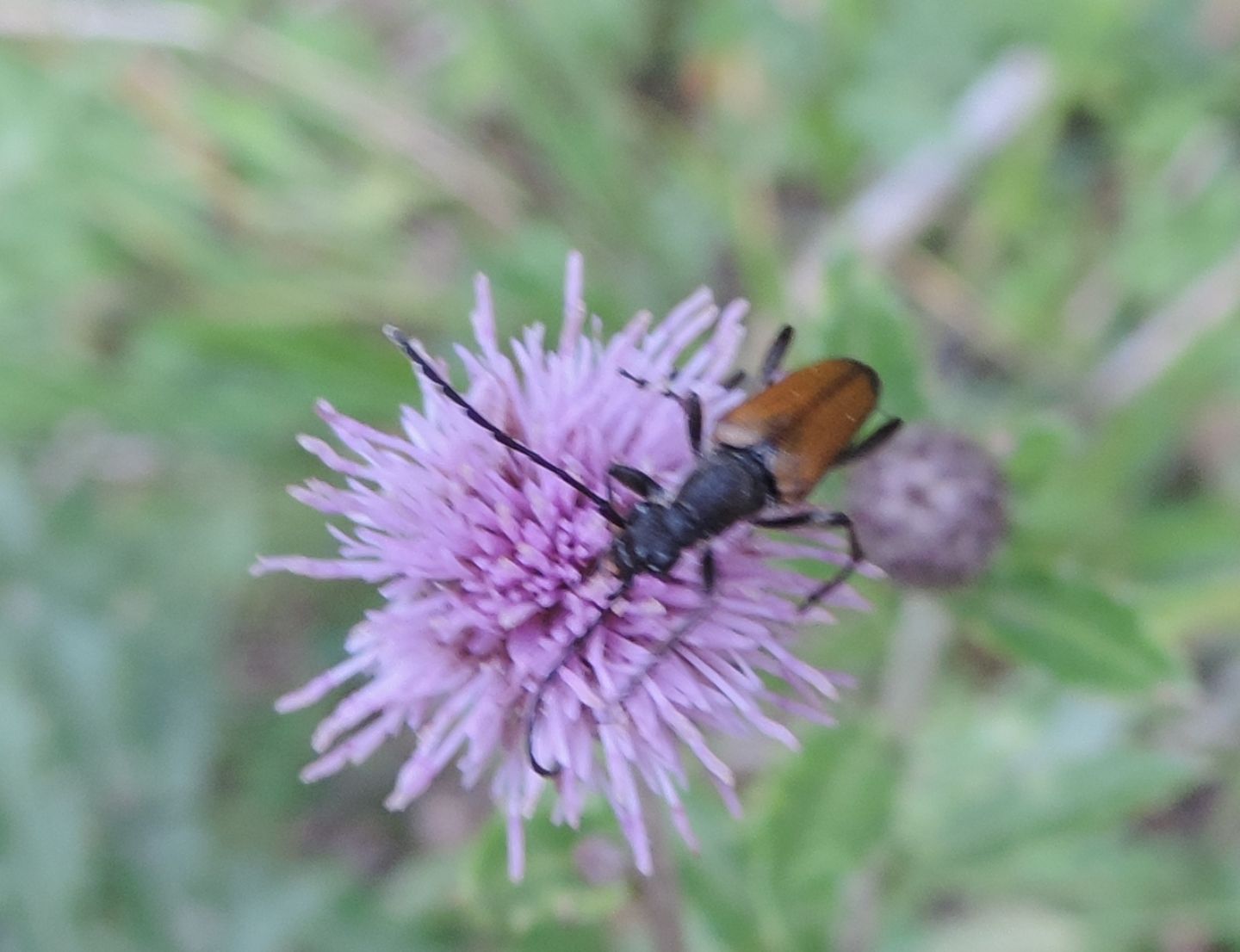 Cerambycidae: Stenurella?  Stenurella bifasciata e Anastrangalia sanguinolenta, maschi