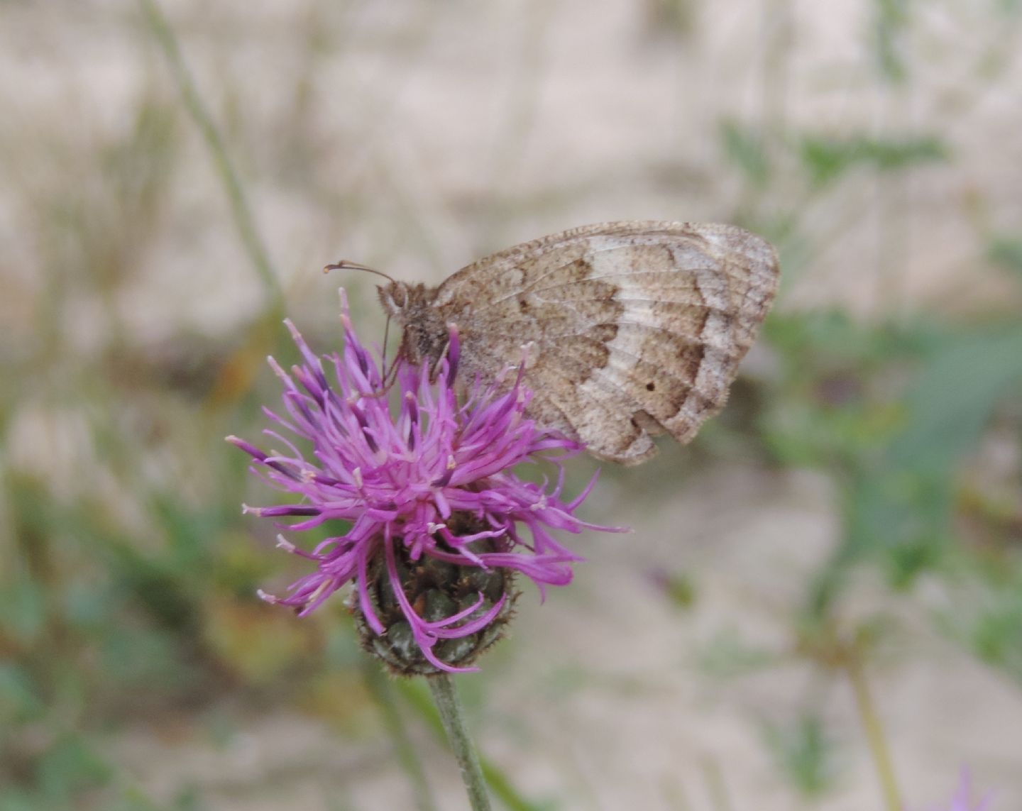 Satyrus ferula?  S, femmina