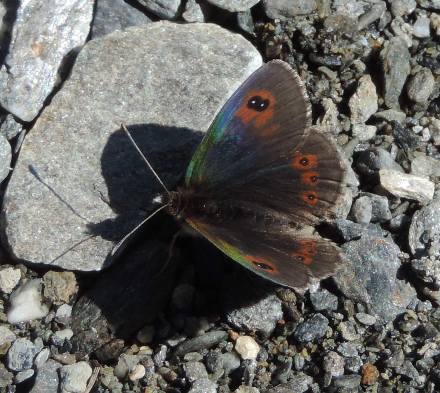 Erebia dromus?  S !