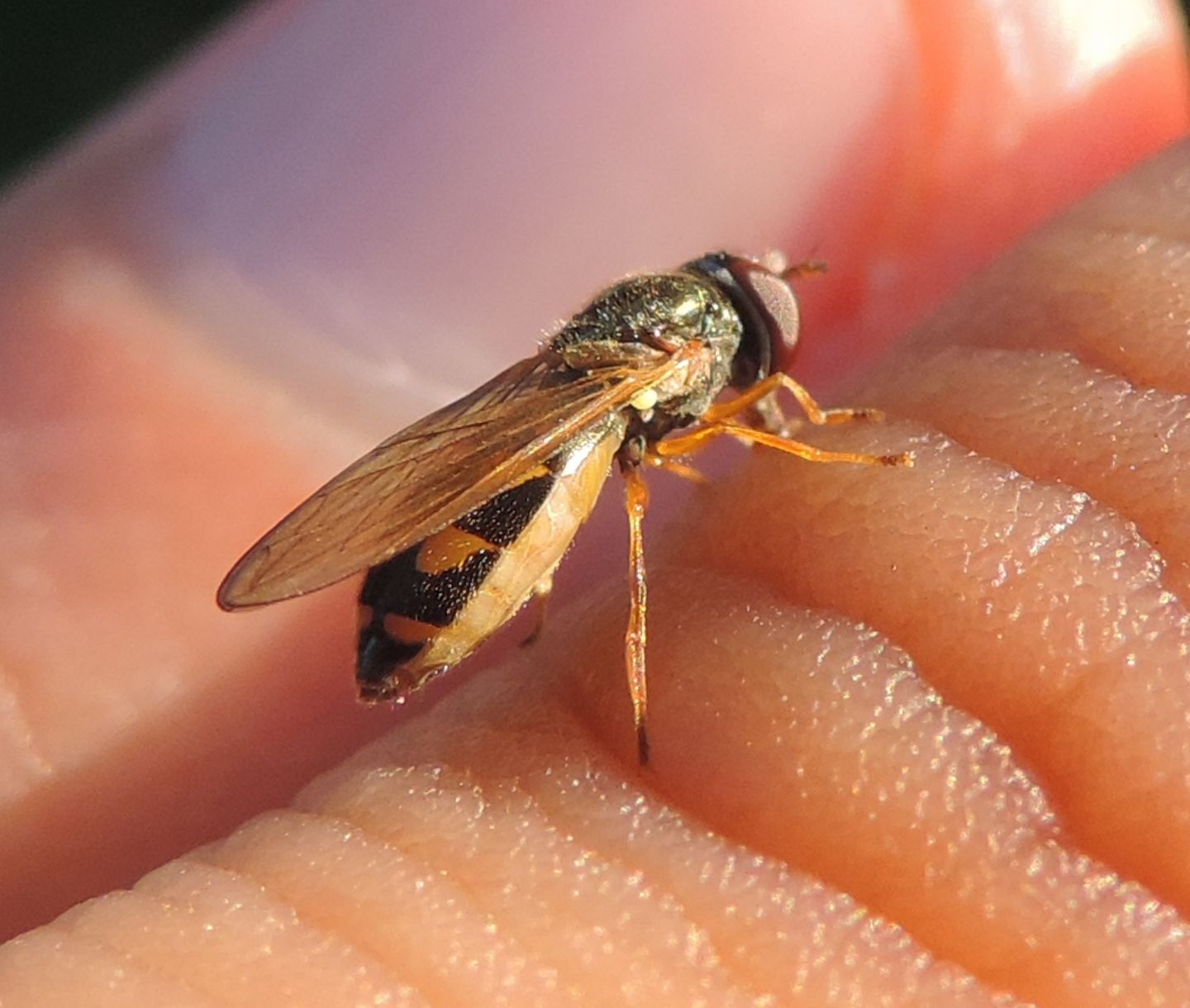 Melanostoma scalare?... Melanostoma cfr. mellinum (Syrphidae)