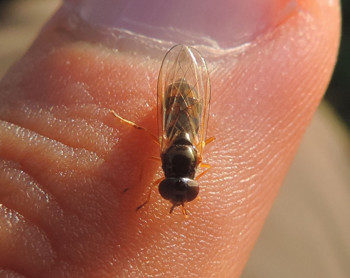 Melanostoma scalare?... Melanostoma cfr. mellinum (Syrphidae)