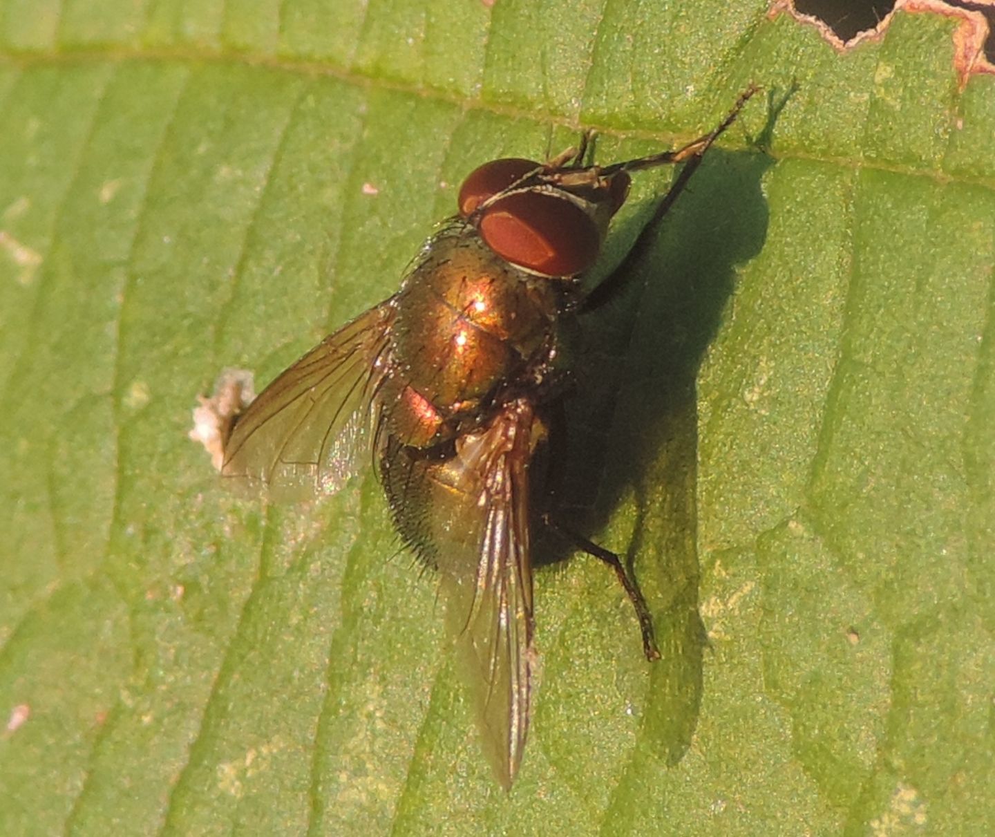 Lucilia?  S, Lucilia caesar o illustris