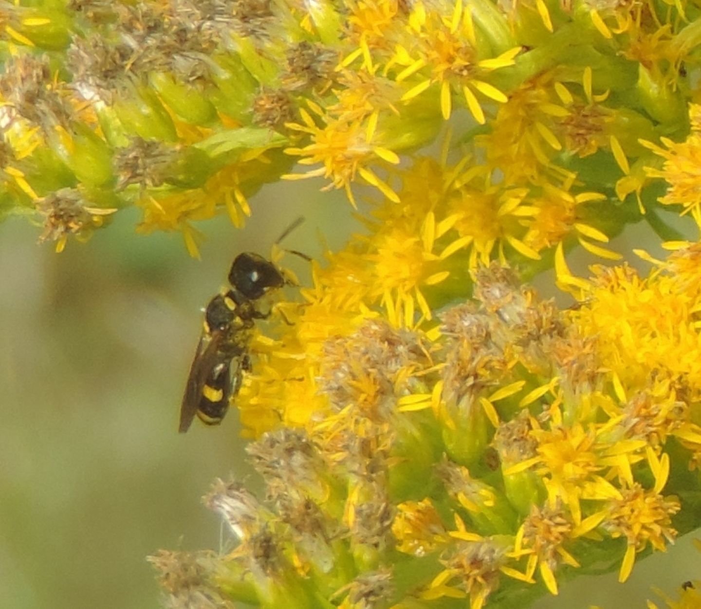 Crabronidae: Ectemnius continuus? o E. confinis?... Ectemnius sp.