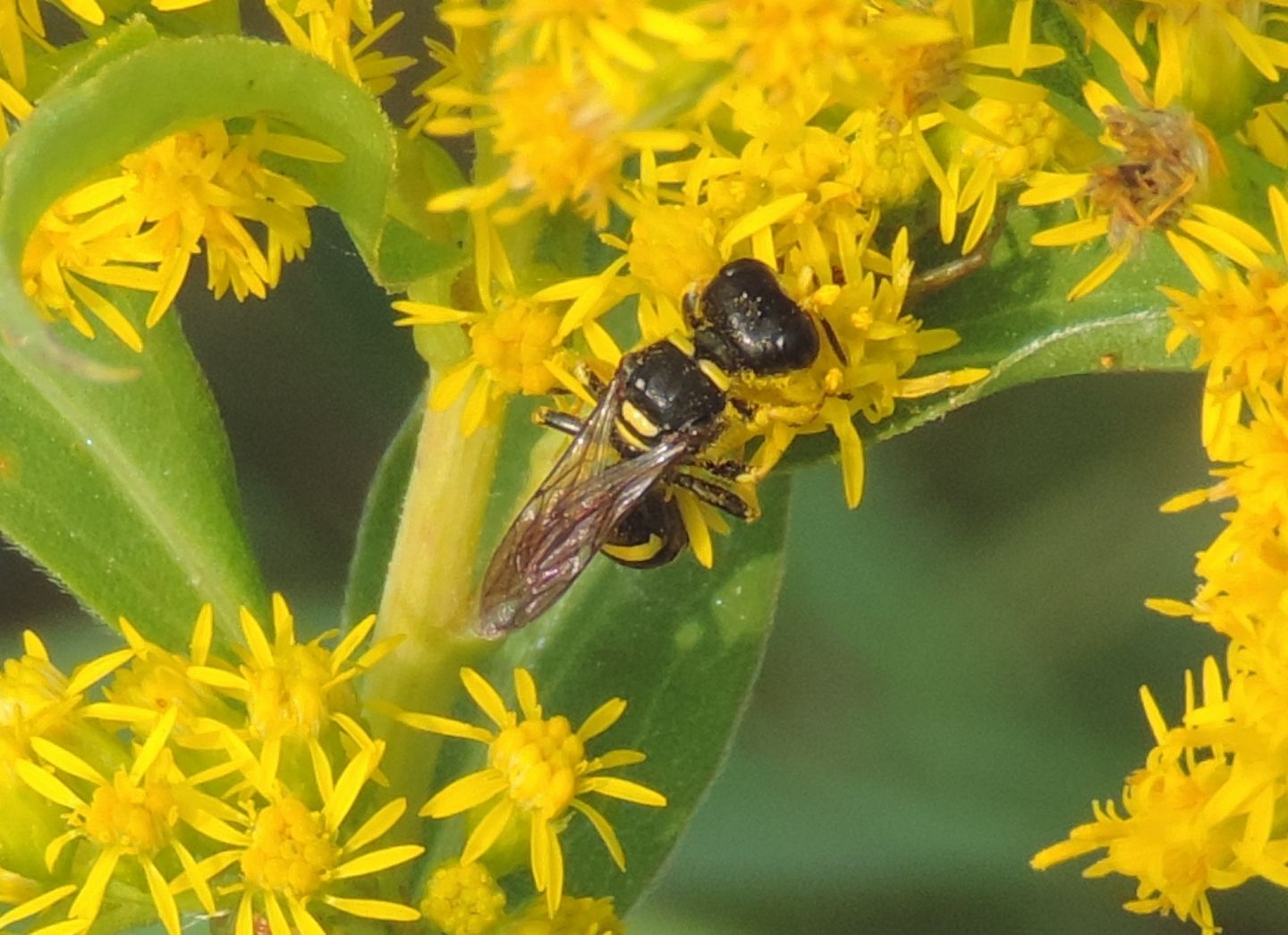 Crabronidae: Ectemnius continuus? o E. confinis?... Ectemnius sp.