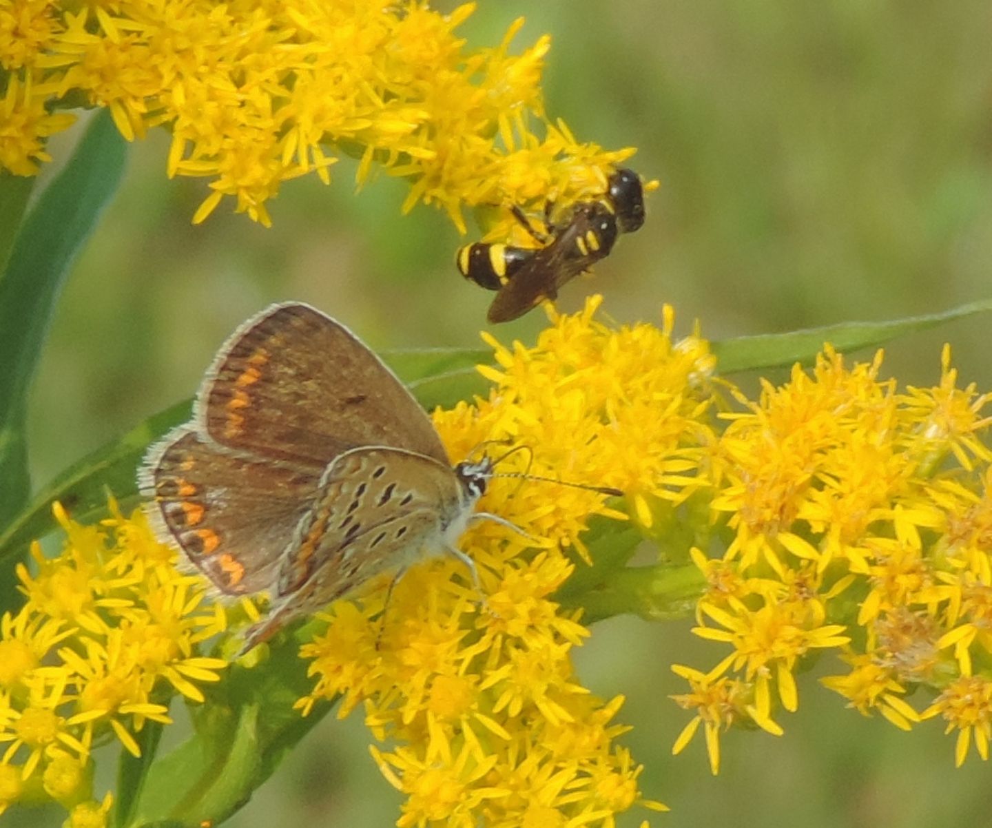 Crabronidae: Ectemnius continuus? o E. confinis?... Ectemnius sp.