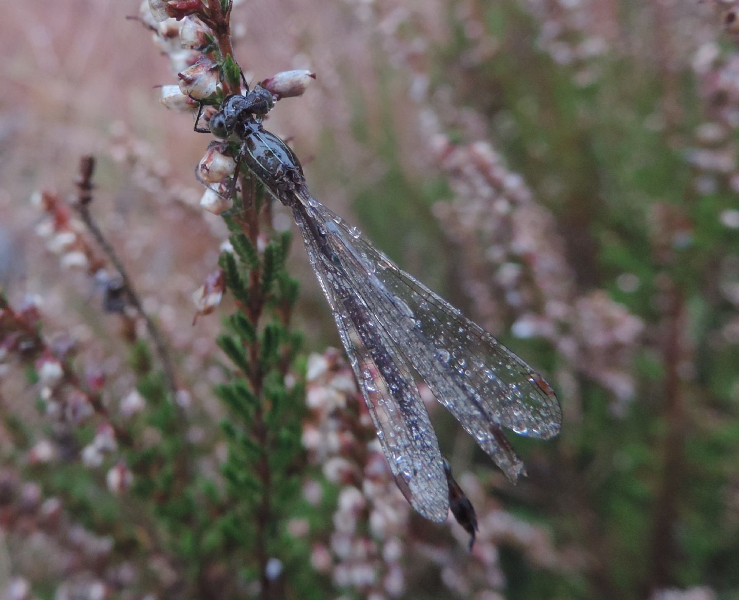 Lestes virens?  S !