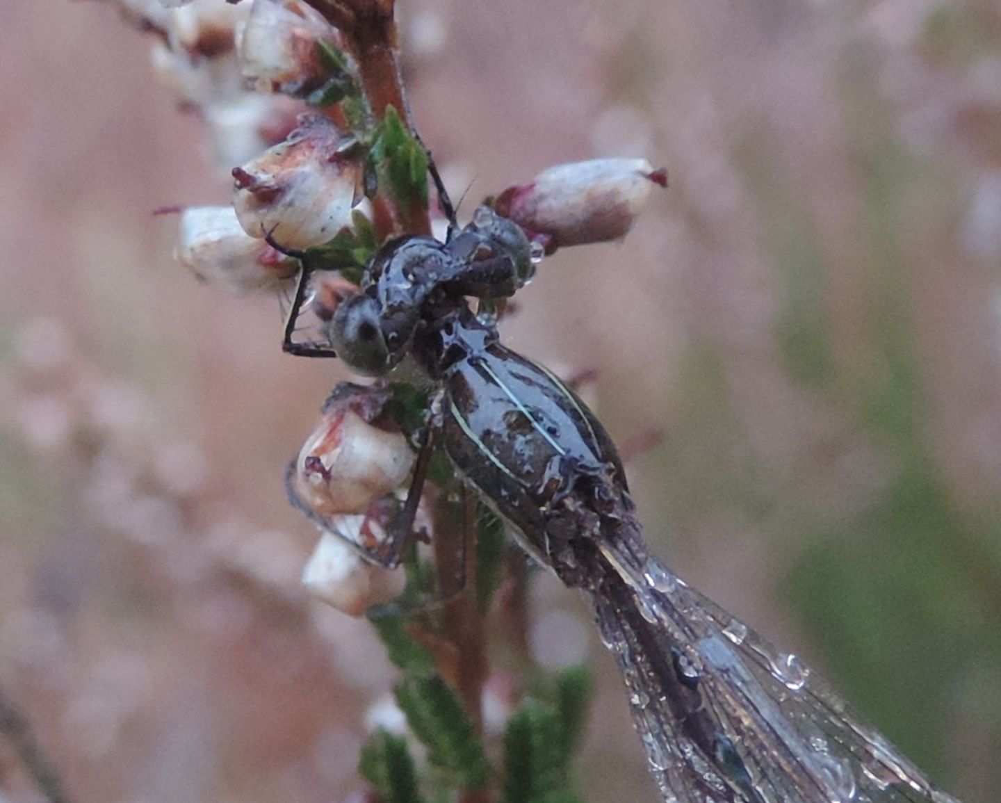 Lestes virens?  S !