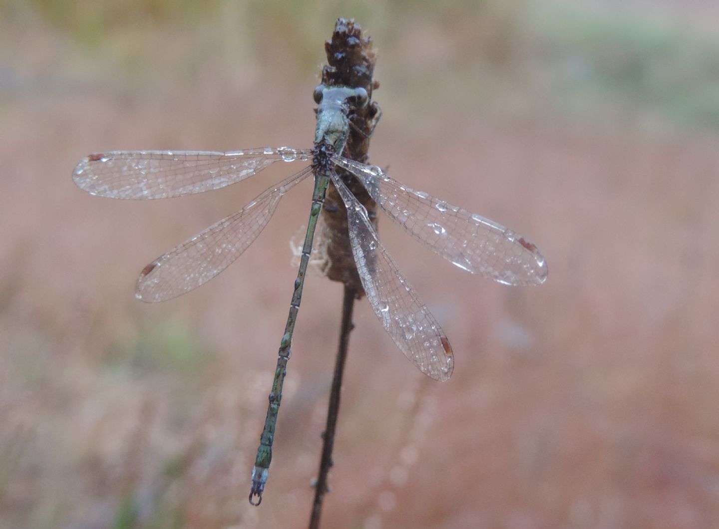 Lestes virens?  S !