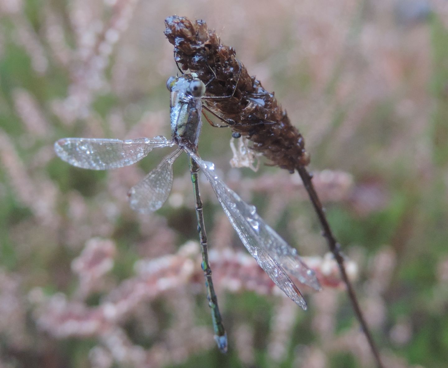 Lestes virens?  S !