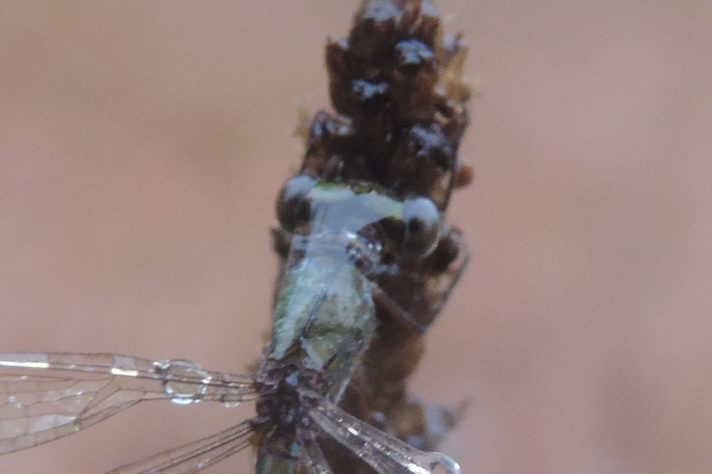 Lestes virens?  S !