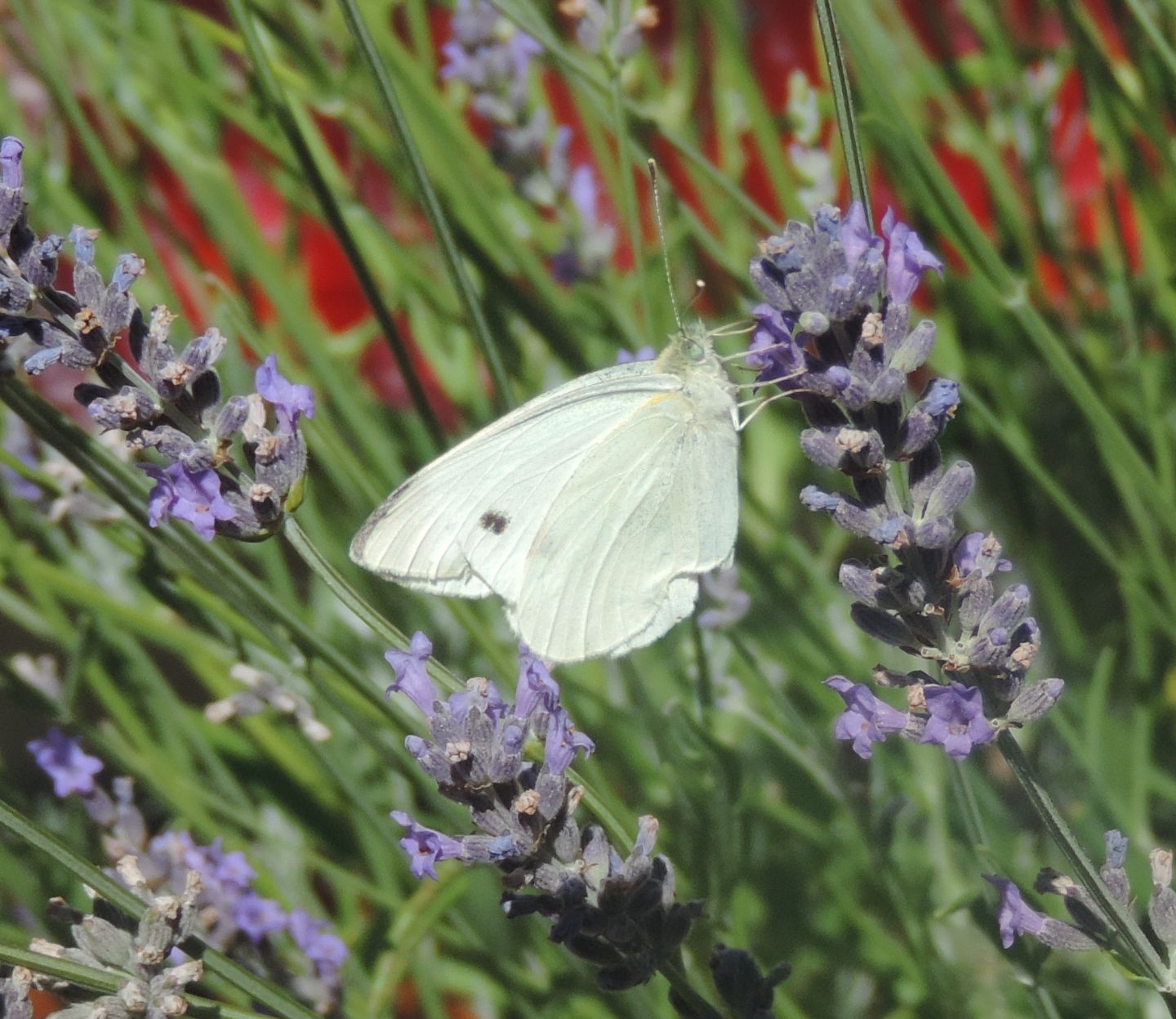 Pieris rapae?