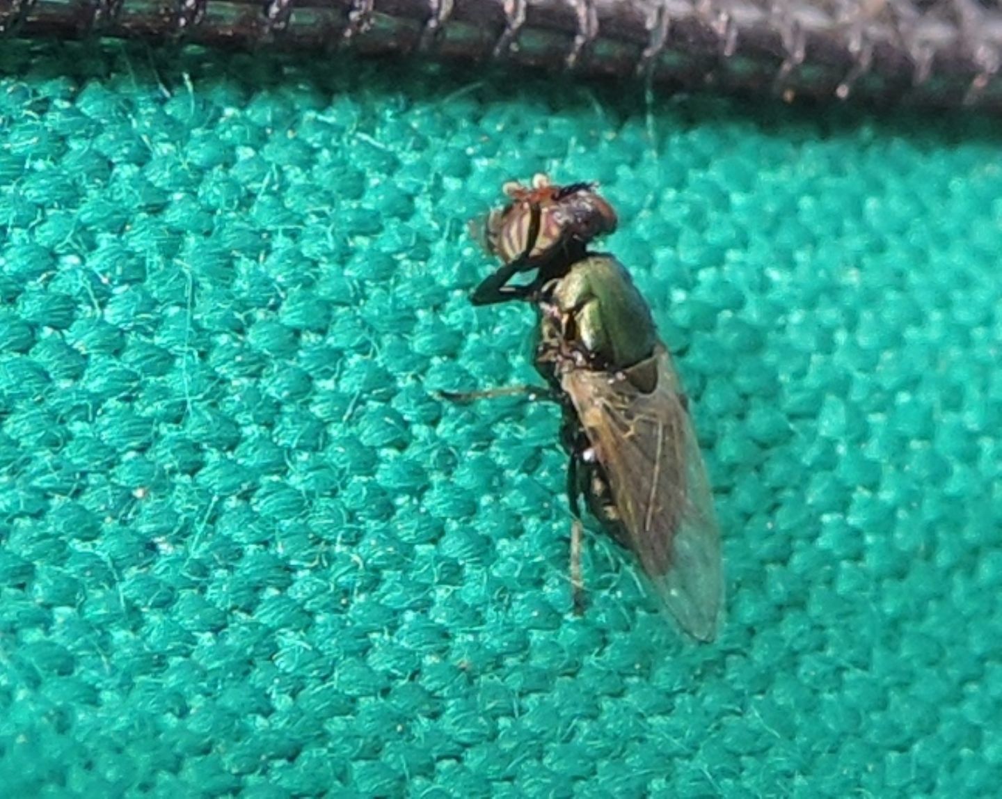 Ulidiidae: Physiphora alceae? S !