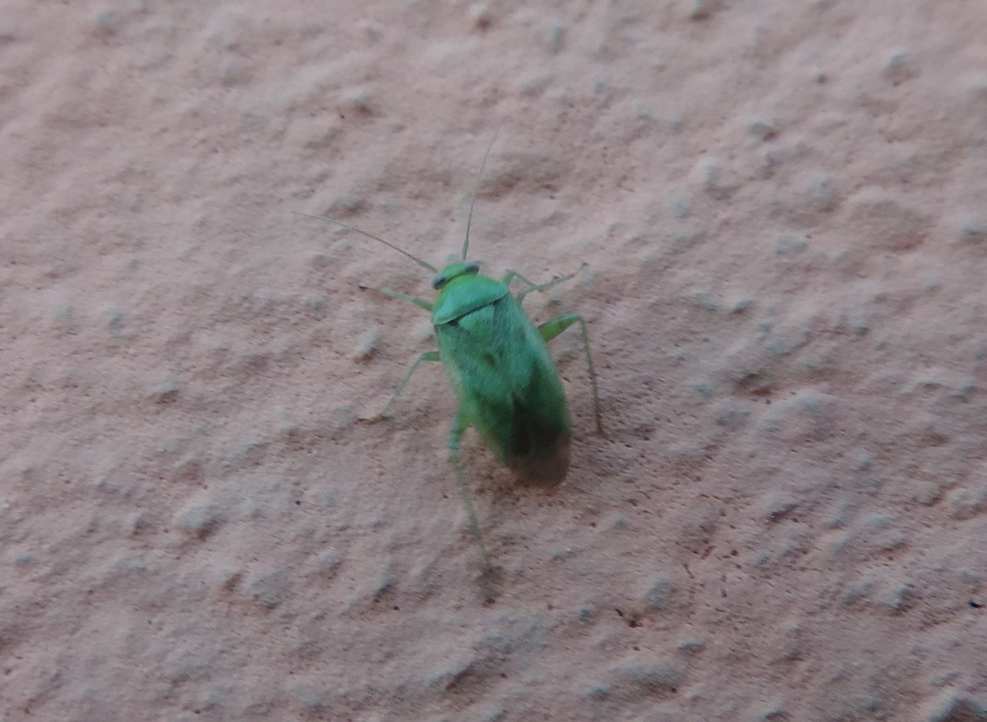 Miridae: Taylorilygus apicalis