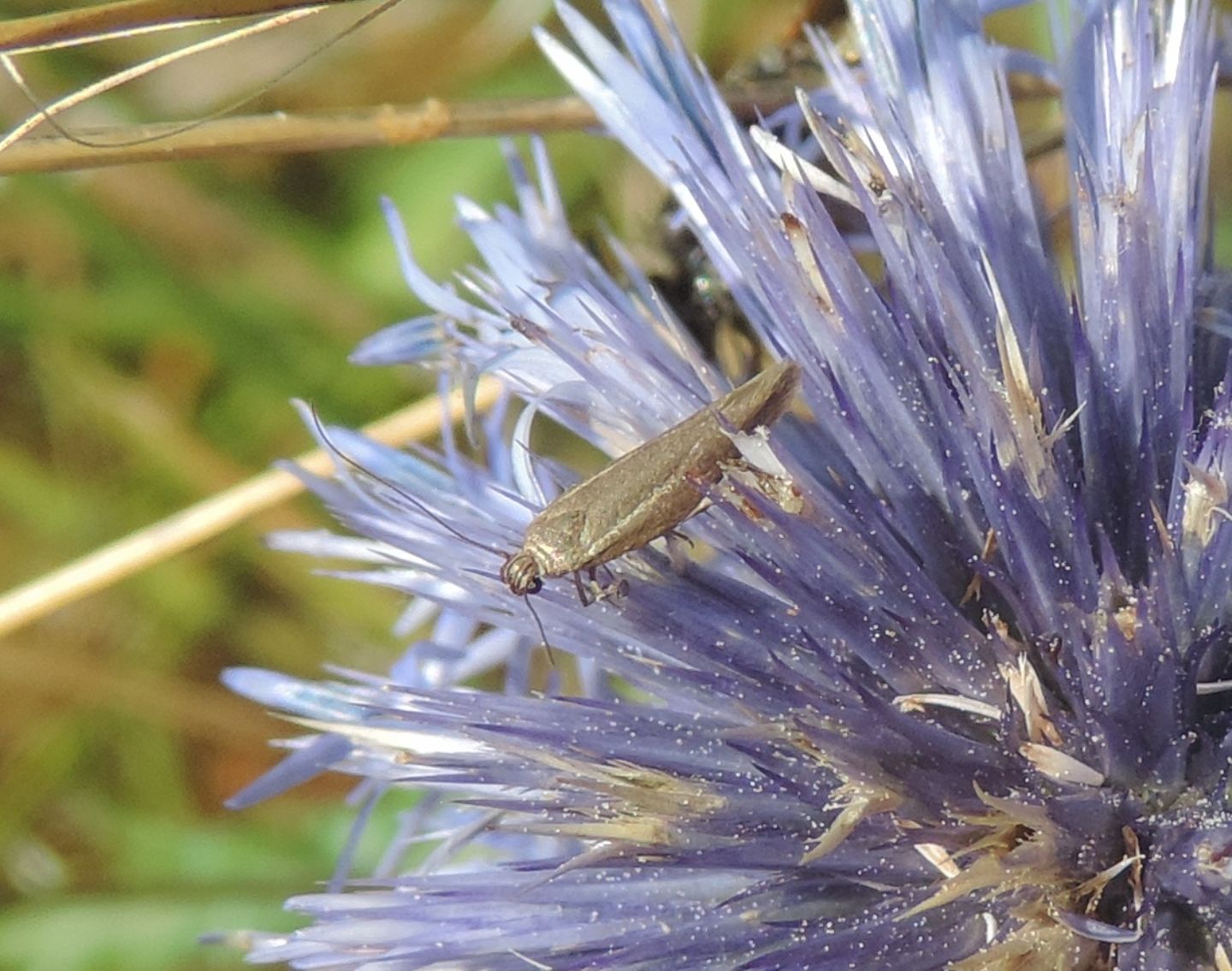 Scythrididae: cfr.  Scythris sp.