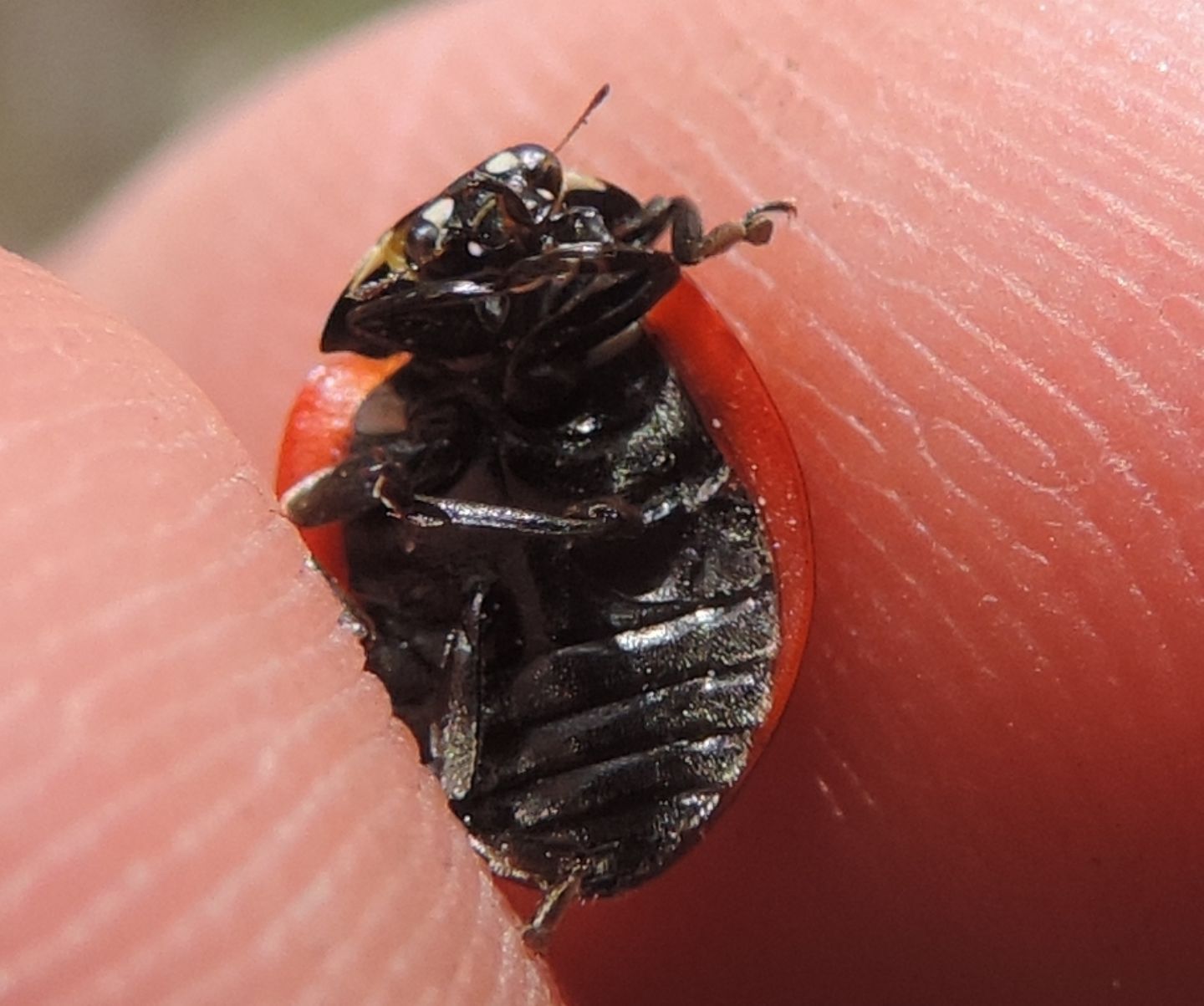 Coccinellidae: Coccinella septempunctata