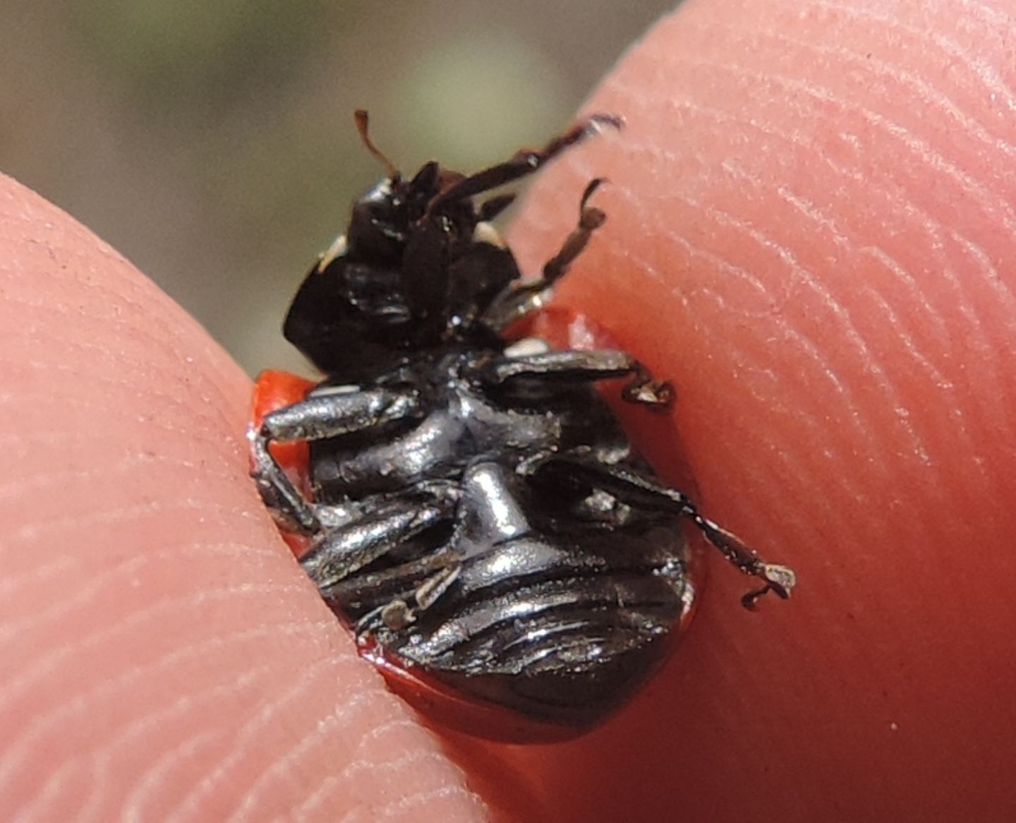 Coccinellidae: Coccinella septempunctata