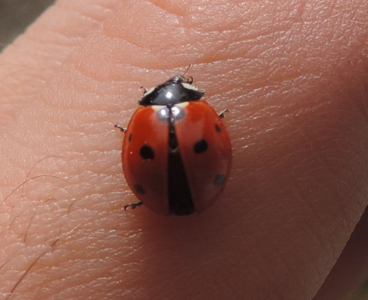 Coccinellidae: Coccinella septempunctata