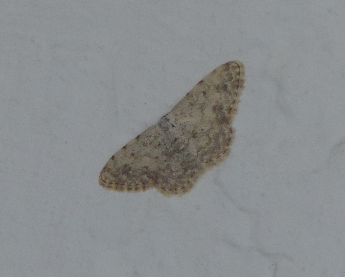 Idaea? Scopula submutata (Cfr)