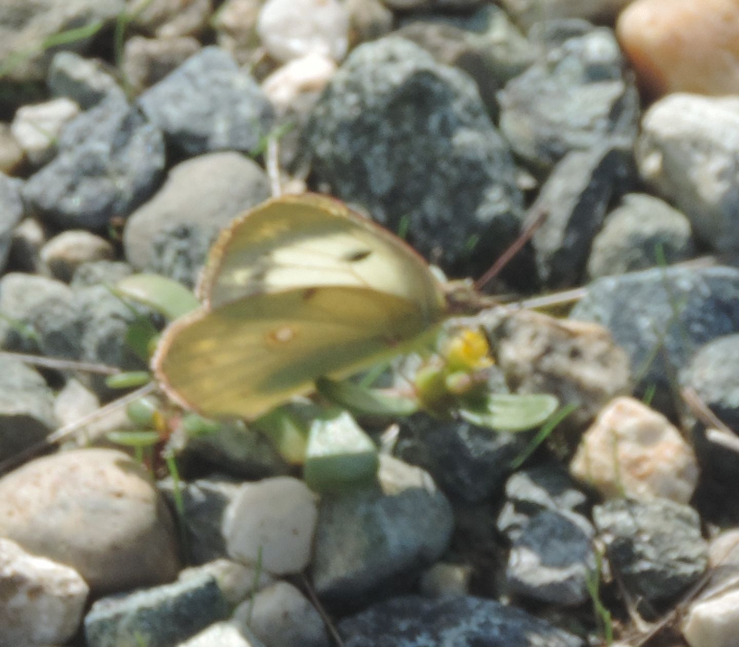 Colias alfacariensis?  No, Colias crocea f. helice, temmina