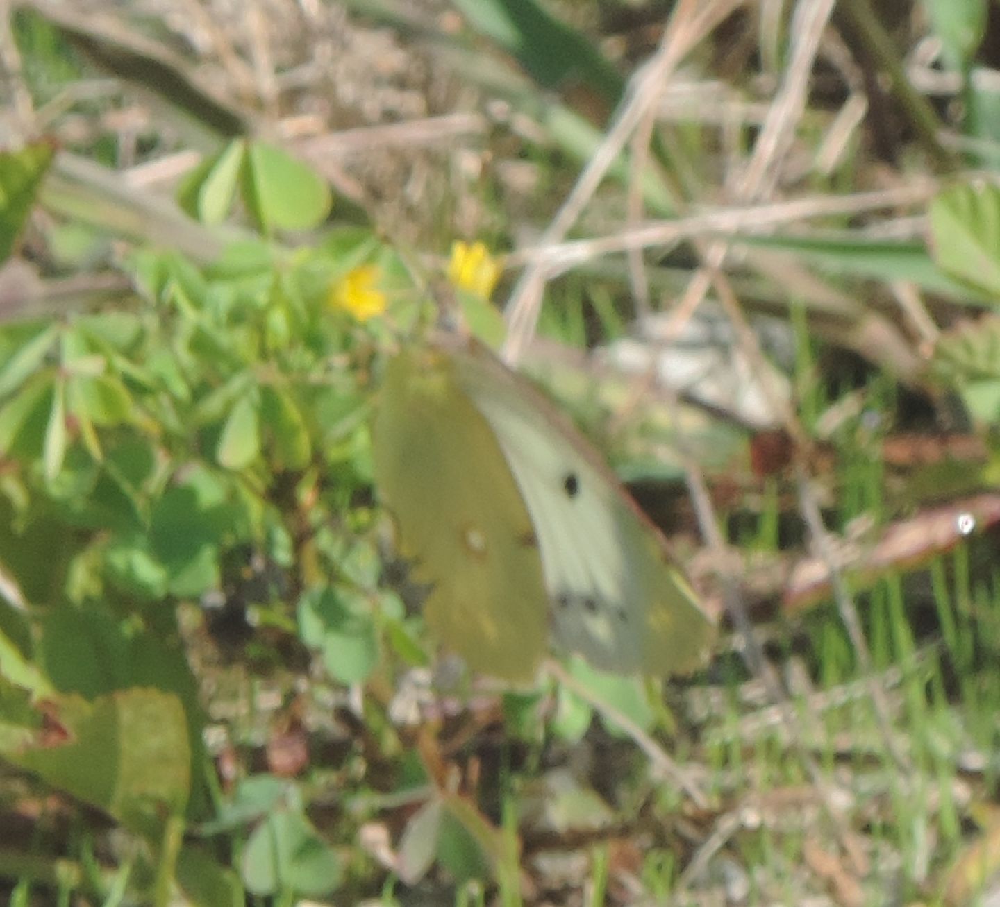 Colias alfacariensis?  No, Colias crocea f. helice, temmina