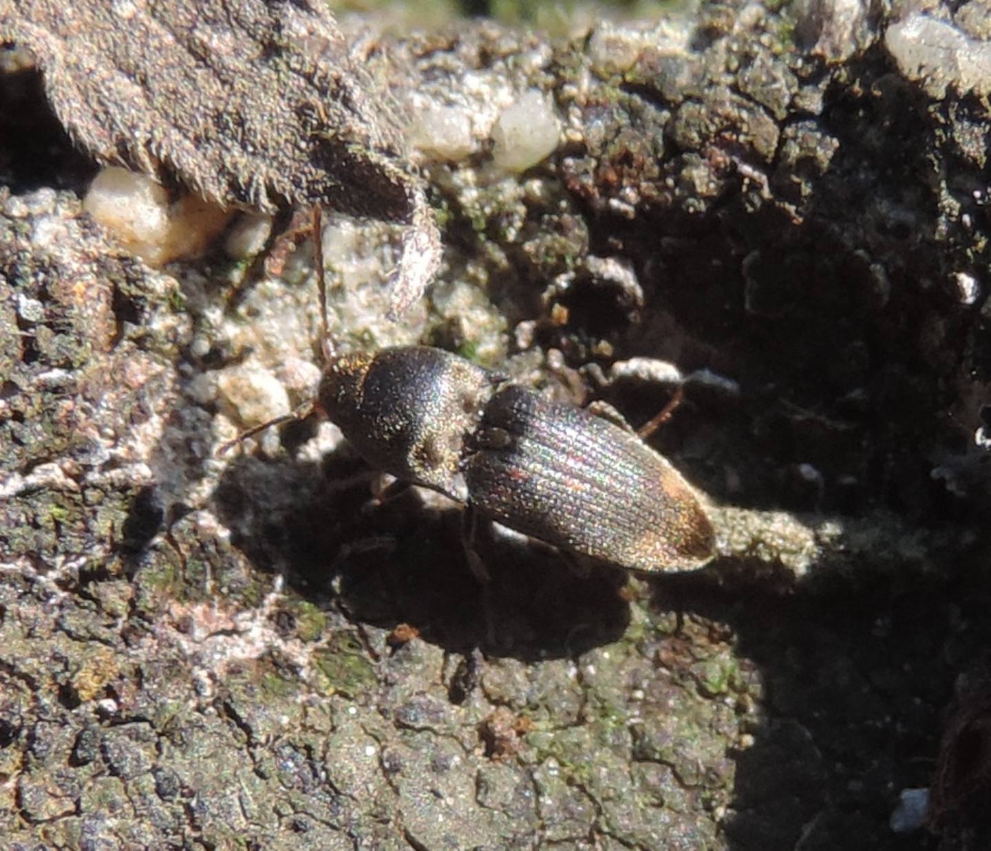 Elateridae: Drasterius bimaculatus?  S !