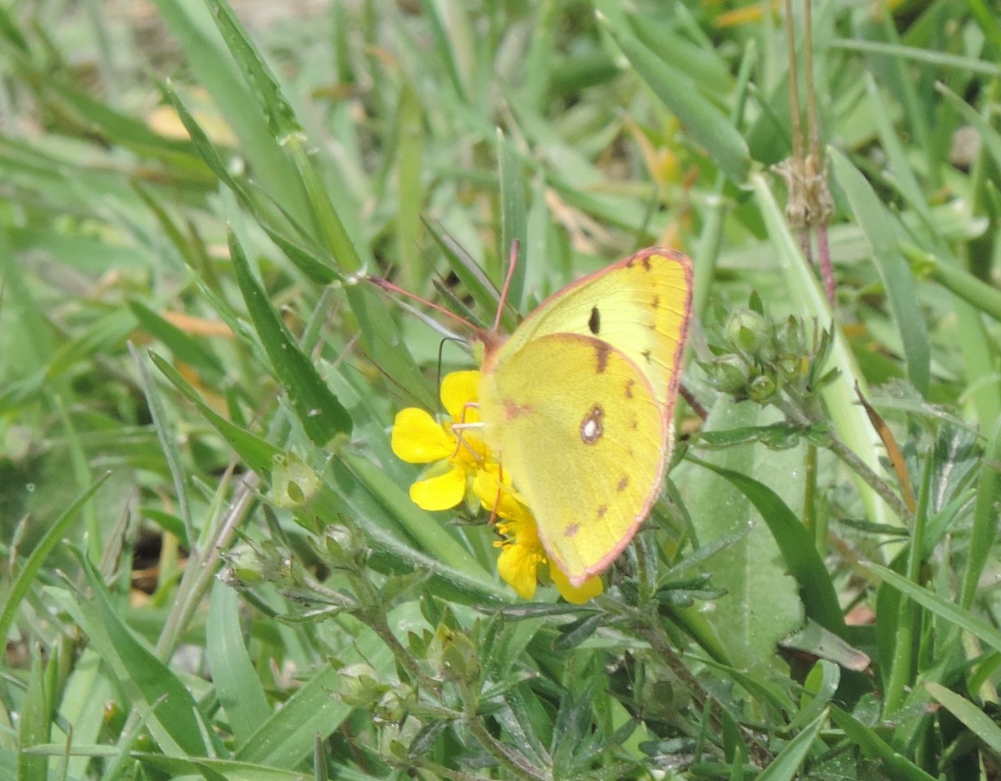 Colias da identificare:  Colias cfr. hyale