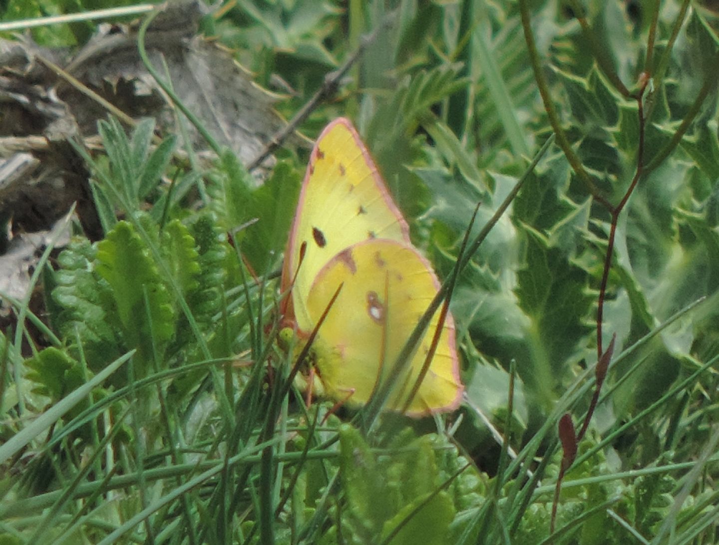 Colias da identificare:  Colias cfr. hyale