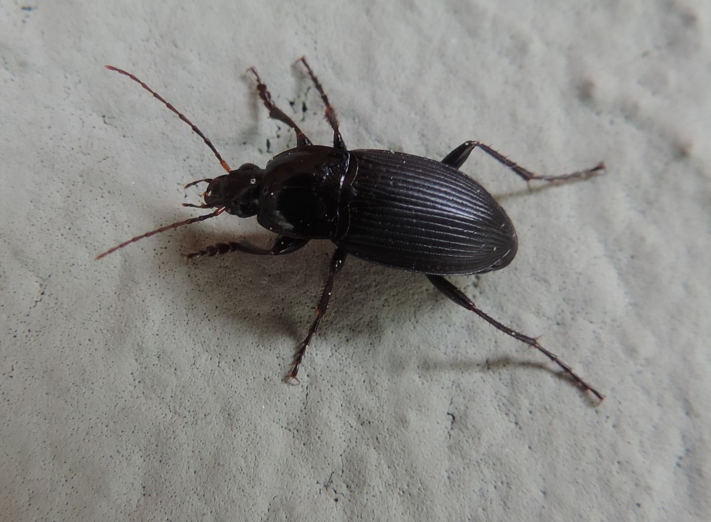 Carabidae: Calathus fuscipes graecus? S !