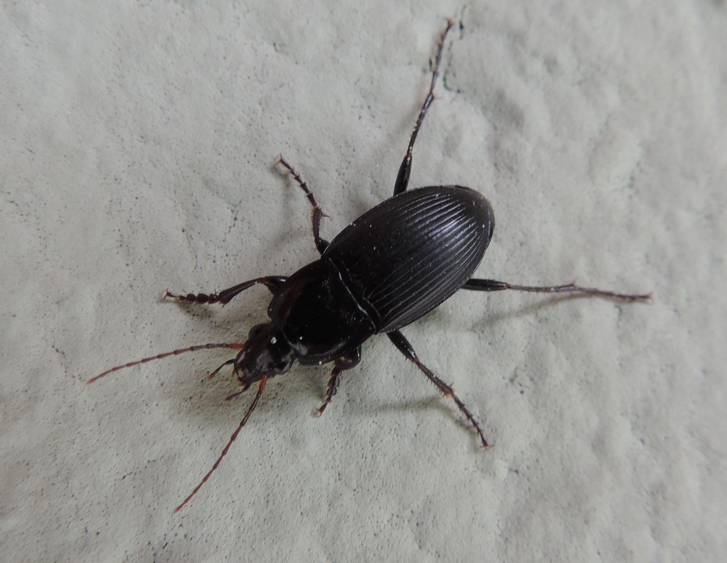 Carabidae: Calathus fuscipes graecus? S !