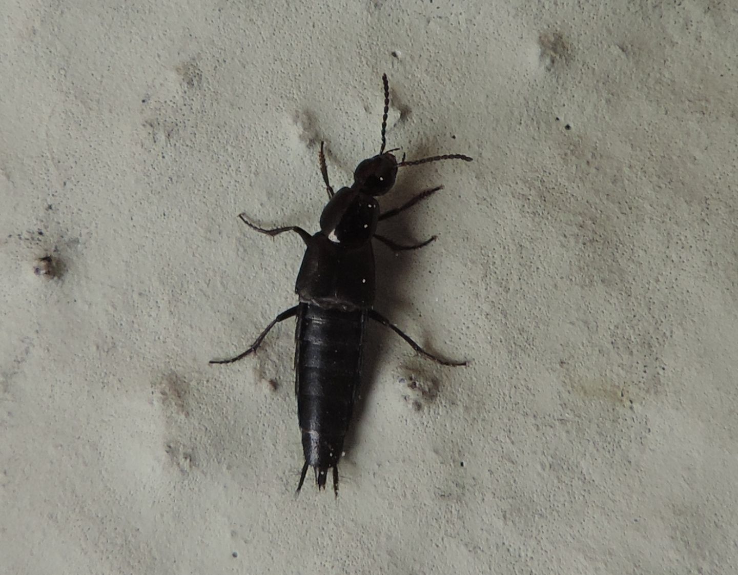 Staphylinidae: Philonthus sp., cfr. cognatus