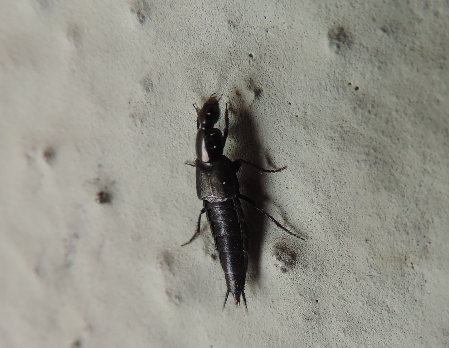 Staphylinidae: Philonthus sp., cfr. cognatus