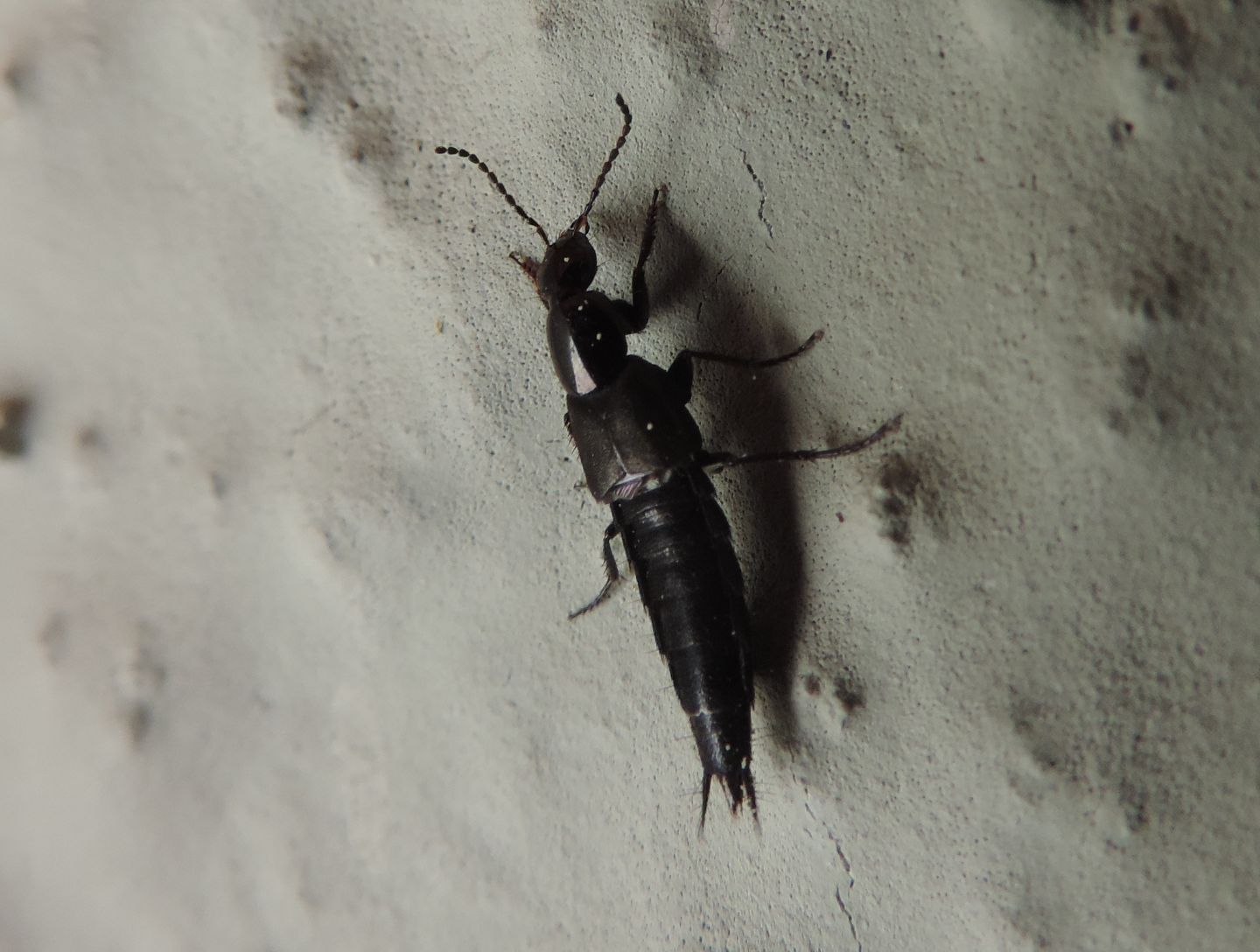 Staphylinidae: Philonthus sp., cfr. cognatus