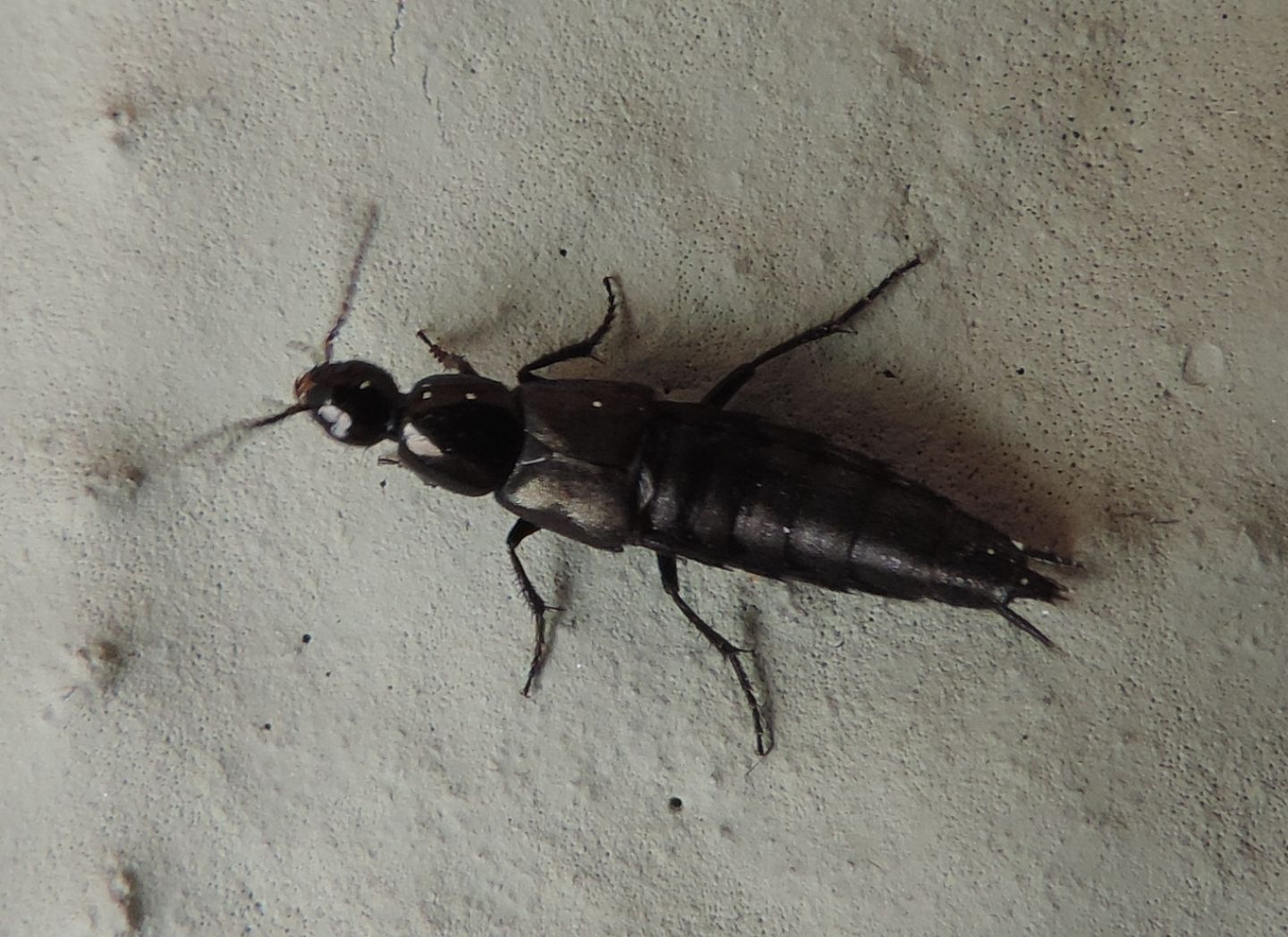 Staphylinidae: Philonthus sp., cfr. cognatus