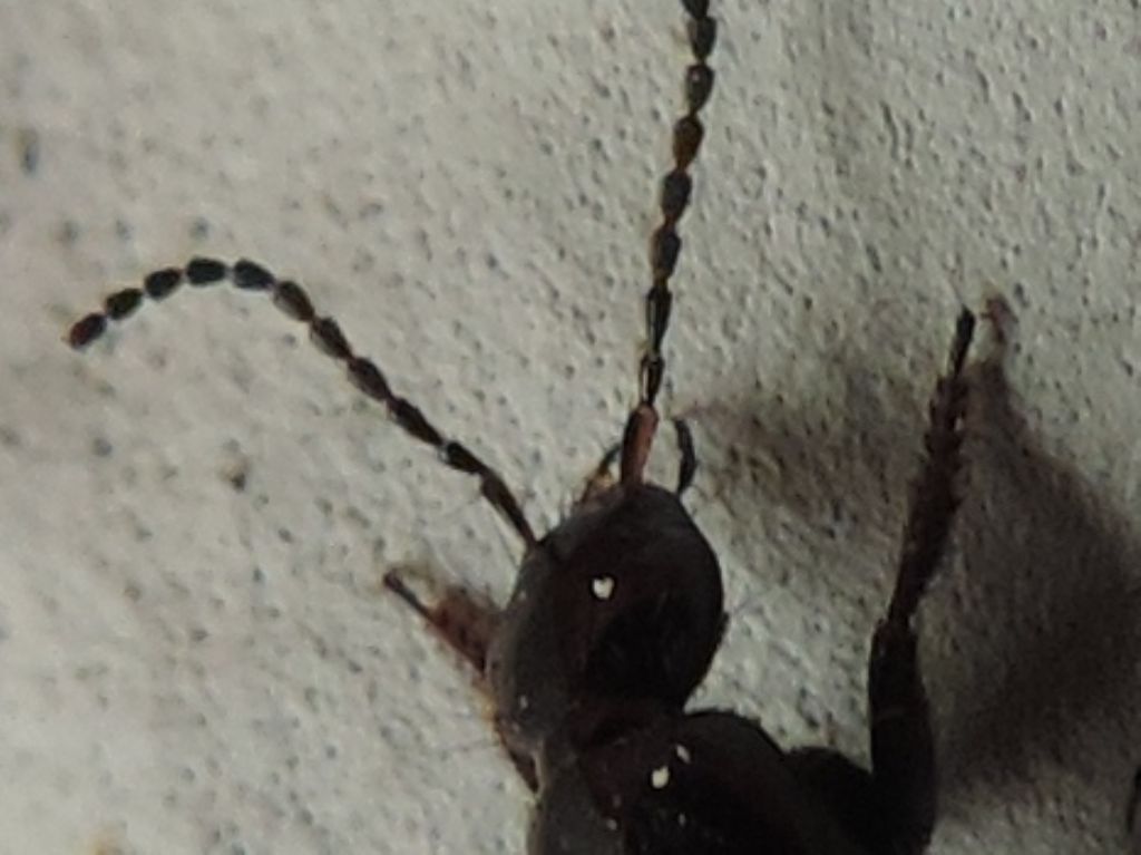 Staphylinidae: Philonthus sp., cfr. cognatus